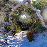 Grayton Beach State Park