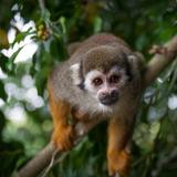 Monkeyland and Plantation Safari Tour