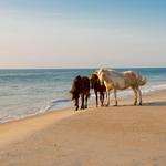 Assateague Island National Seashore