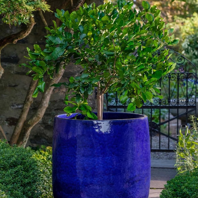 Flower Pot + Plant