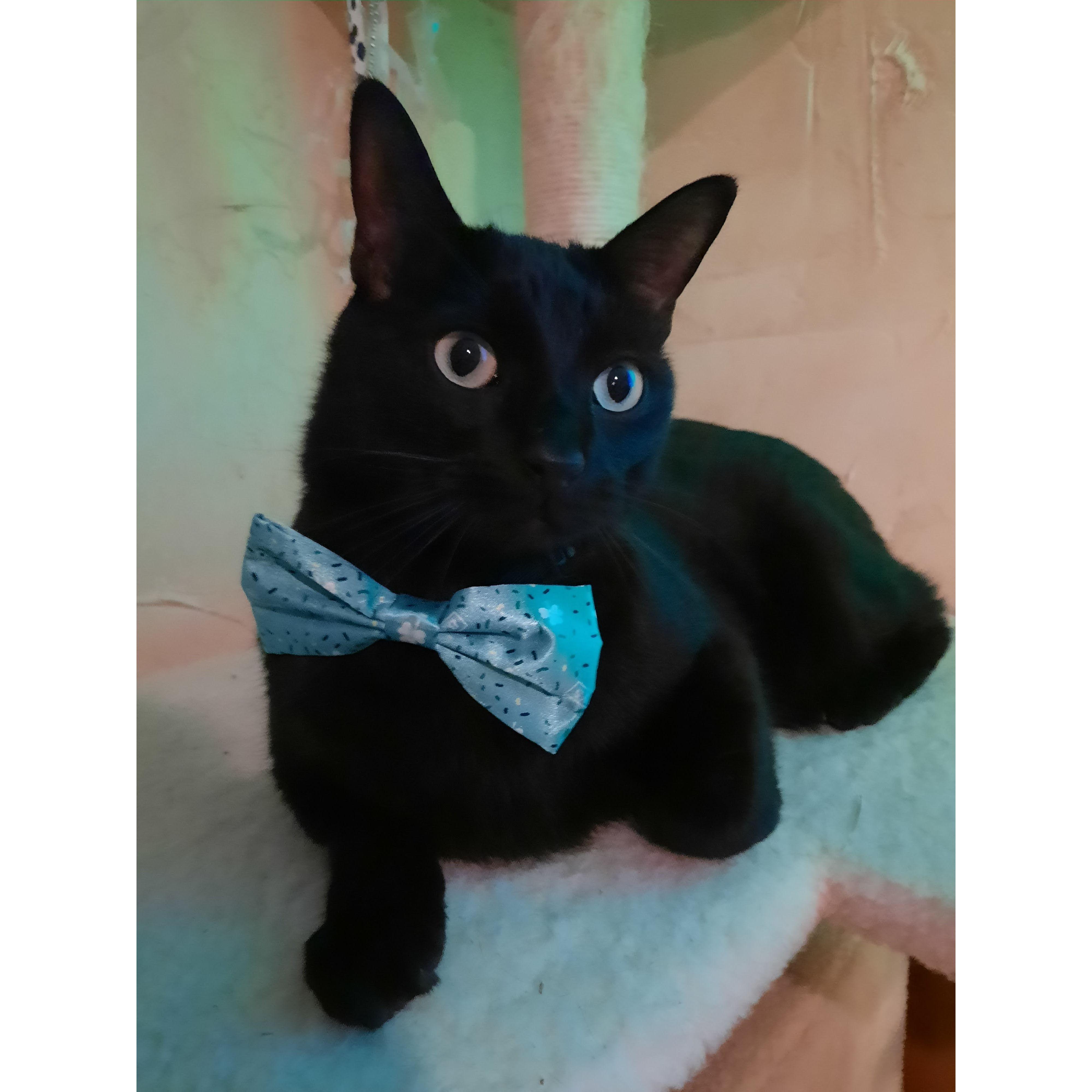 Charlie is always dressed for the occasion