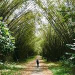 Bamboo Cathedral