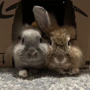 Spoil Nabby & Rusty
