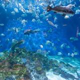 North Carolina Aquarium at Pine Knoll Shores