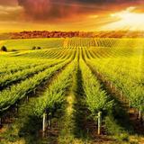 Barossa Valley