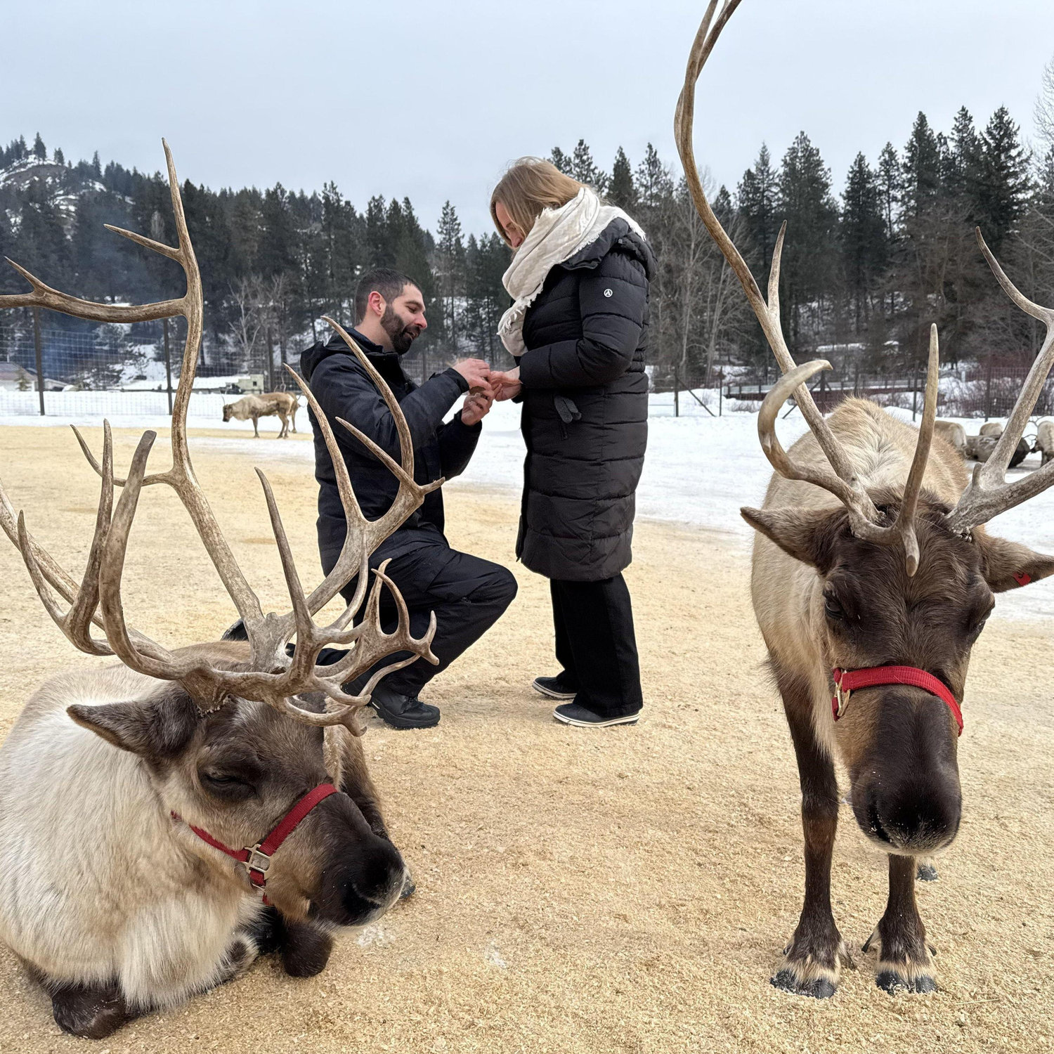Second proposal at the reindeer farm in Leavenworth. Lauren still said "Yes!"