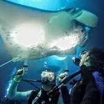Manta Ray Night Dive