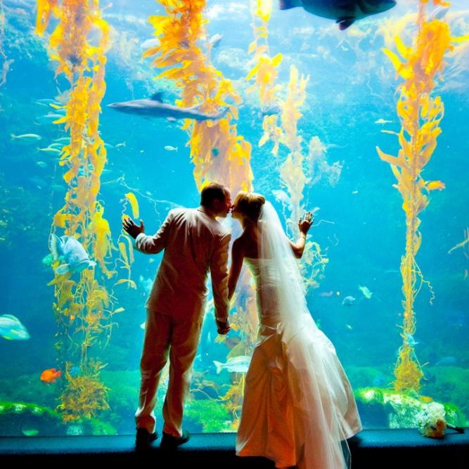 Birch Aquarium Tickets