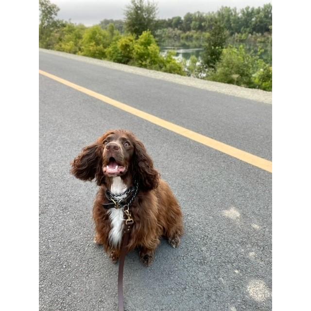 Morning walks on the river with Moose - August 2021.