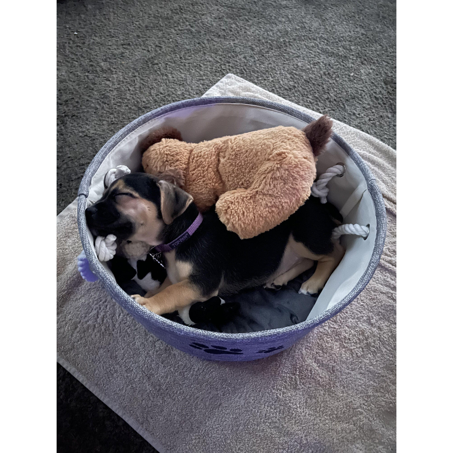 8 weeks old Kiwi