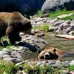 Montana Grizzly Encounter