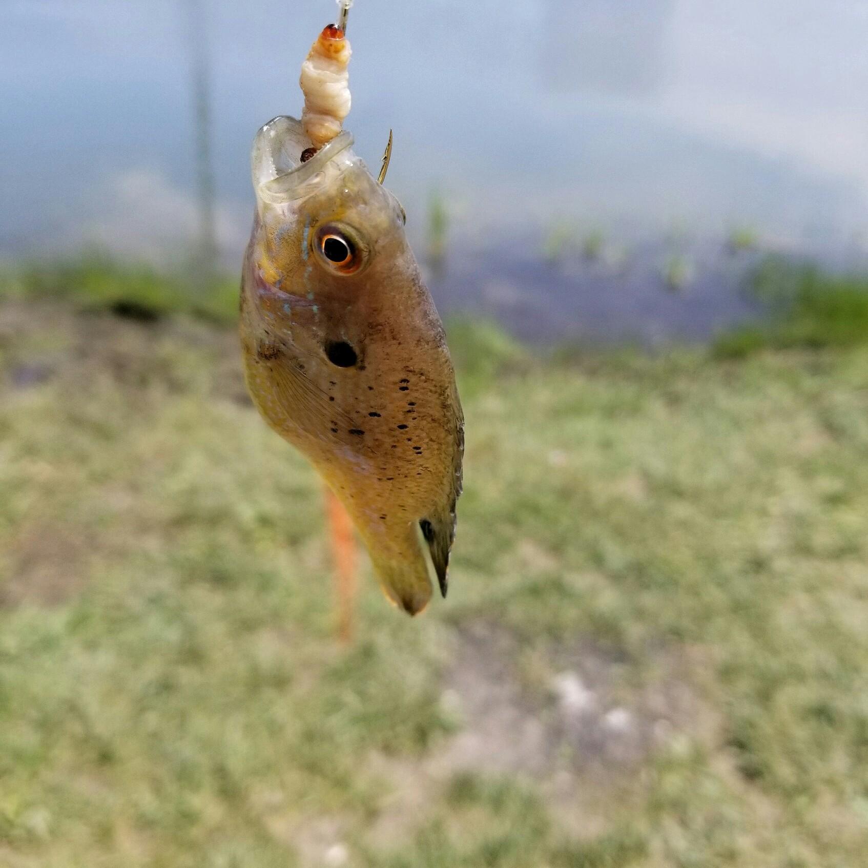 My fish was only big when I zoom in LOL!
