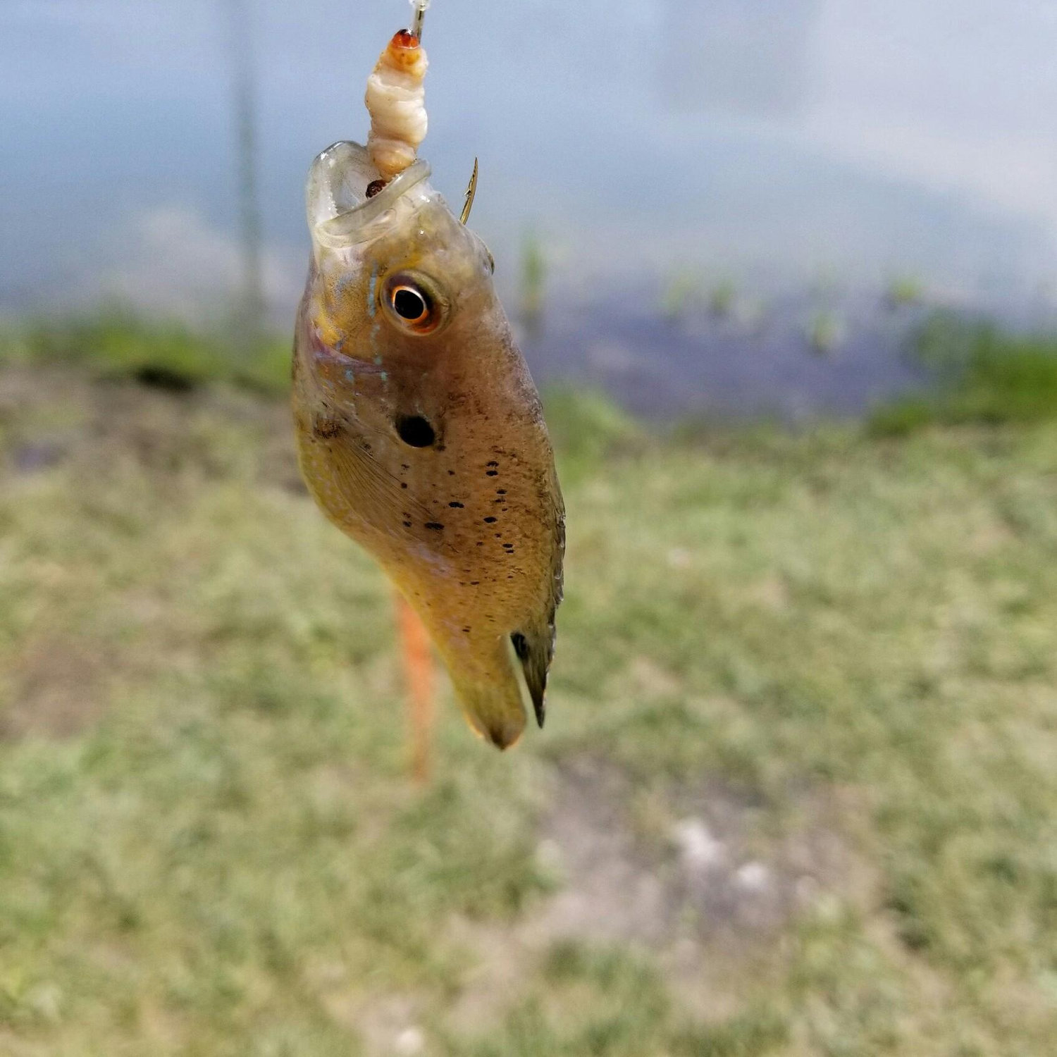 My fish was only big when I zoom in LOL!