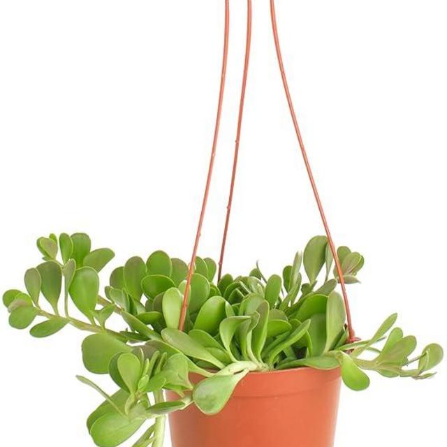 Shop Succulents Trailing Jade Succulent Plant, Senecio Jacobsenii, Fully Rooted Live 6" Succulent Plant with Hanger, Low Maintenance Indoor Plant, Hardy Succulents, Favors, Gifts & Garden