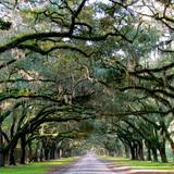 Wormsloe State Historic Site
