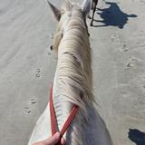 Golden Isles Carriage and Trail Rides