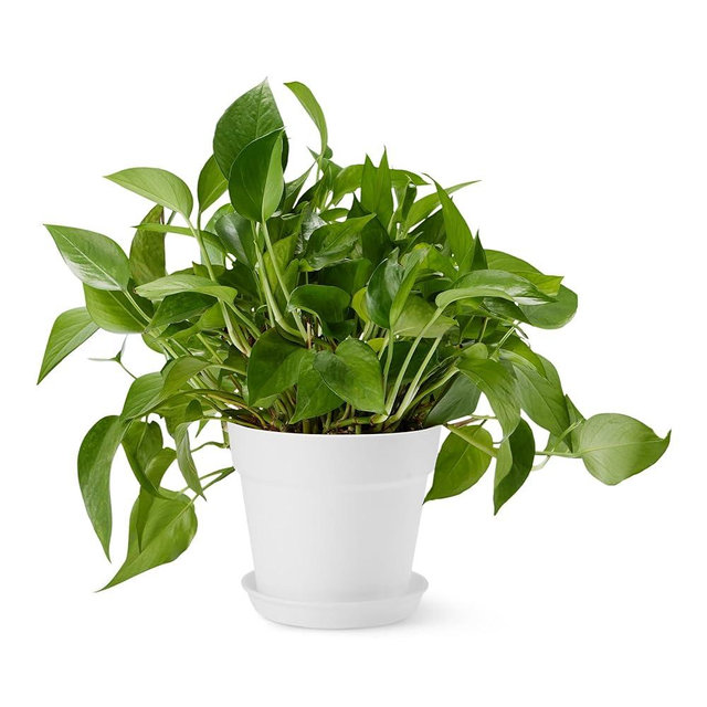 Amazon Basics Plant Pot with Saucer, 8 inch, White, 1-Pack