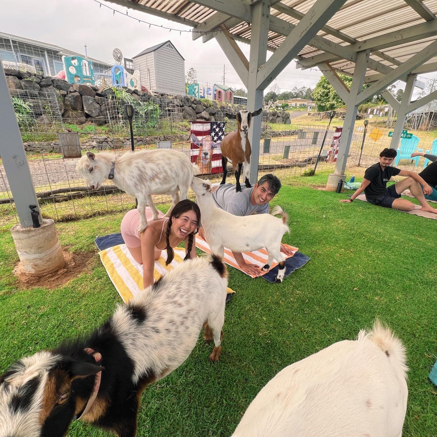 Goat yoga