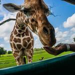 Global Wildlife Center