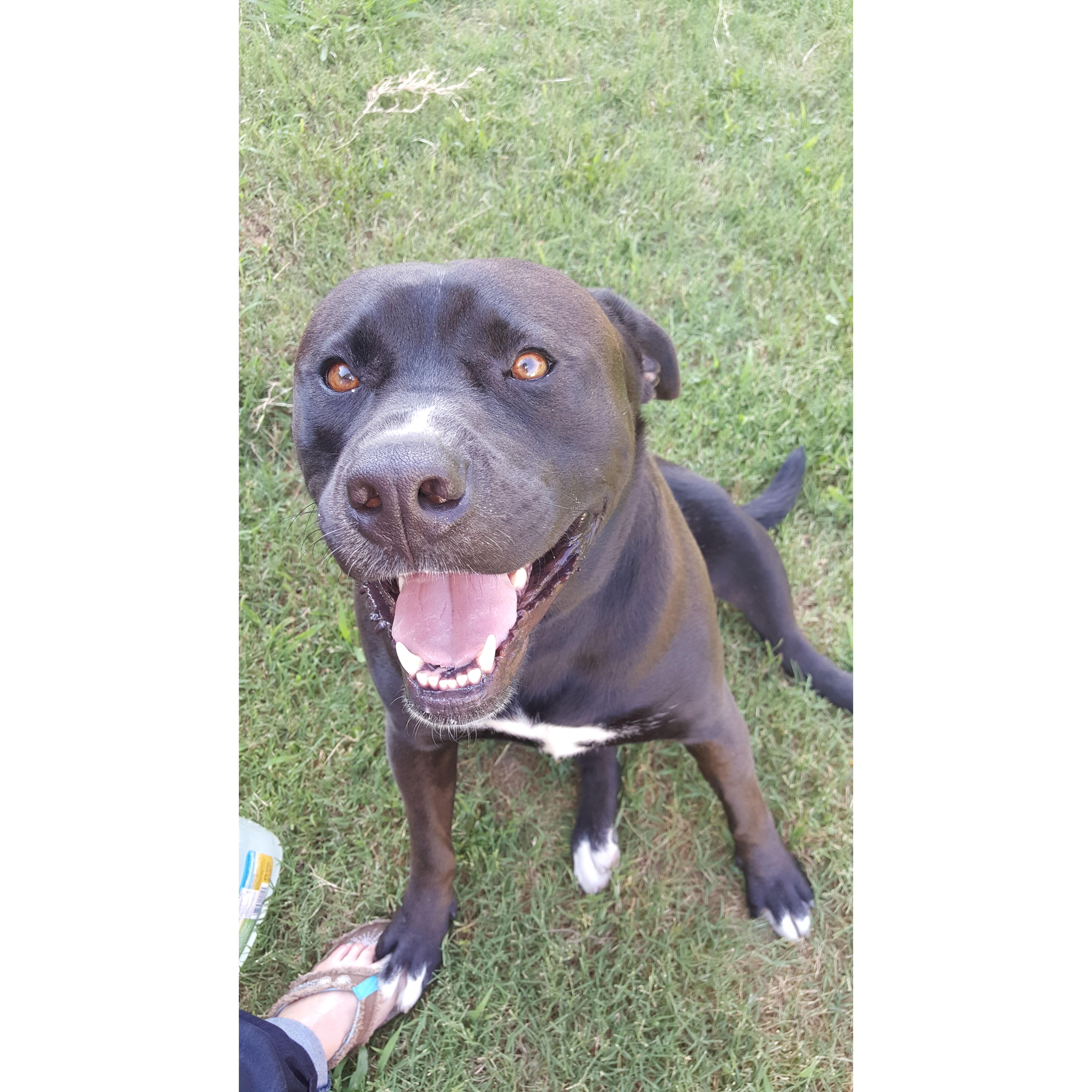 Apollo, Male, Rottweiler or Pitbull Lab Mix