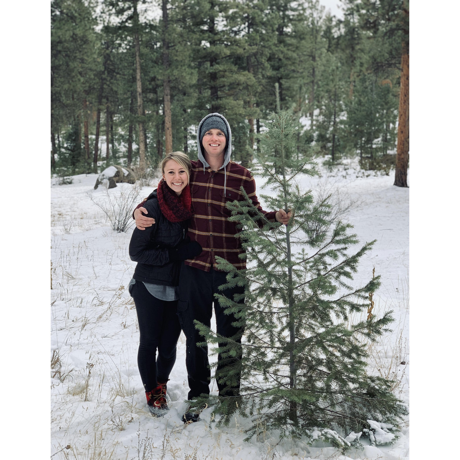 We found the most perfect Charlie Brown Christmas tree!