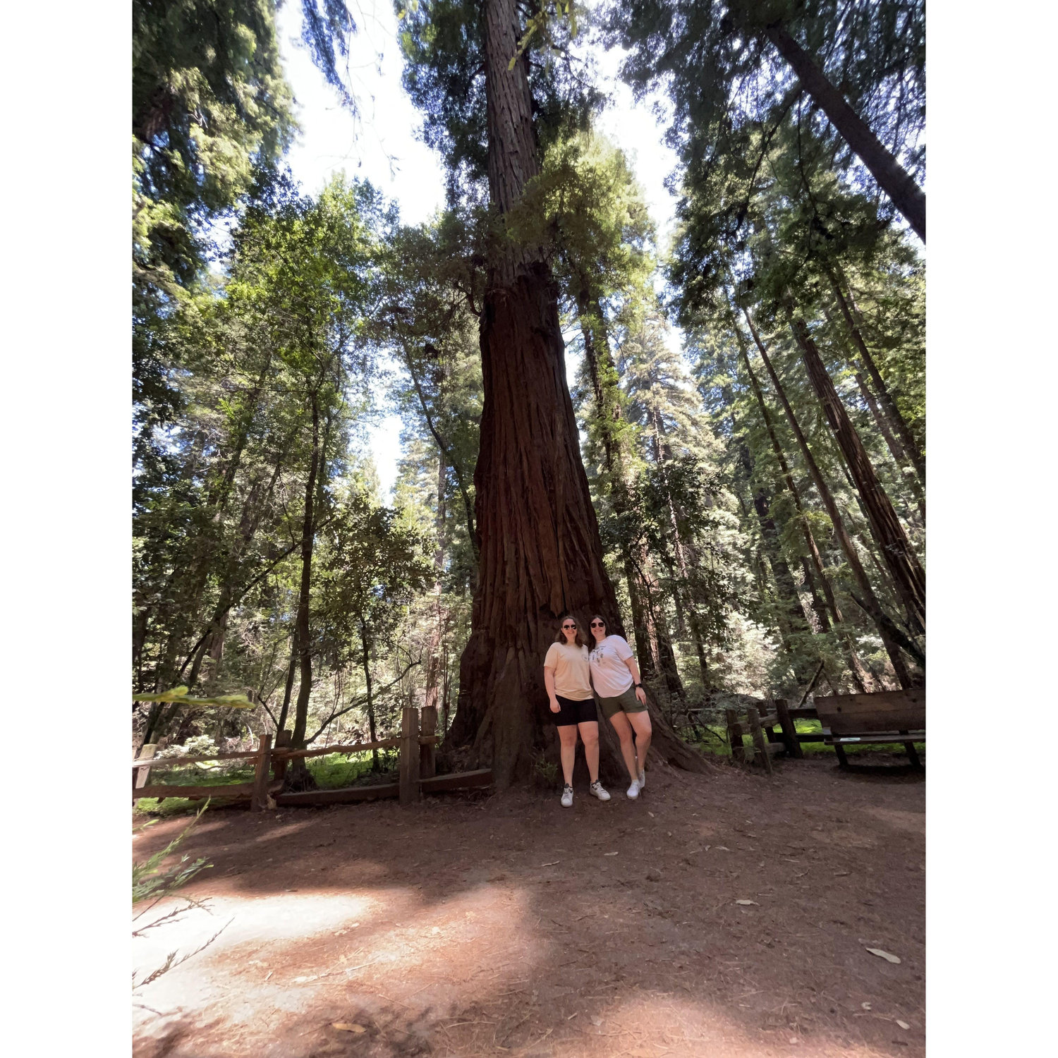 Henry Cowell Redwood State Park, CA