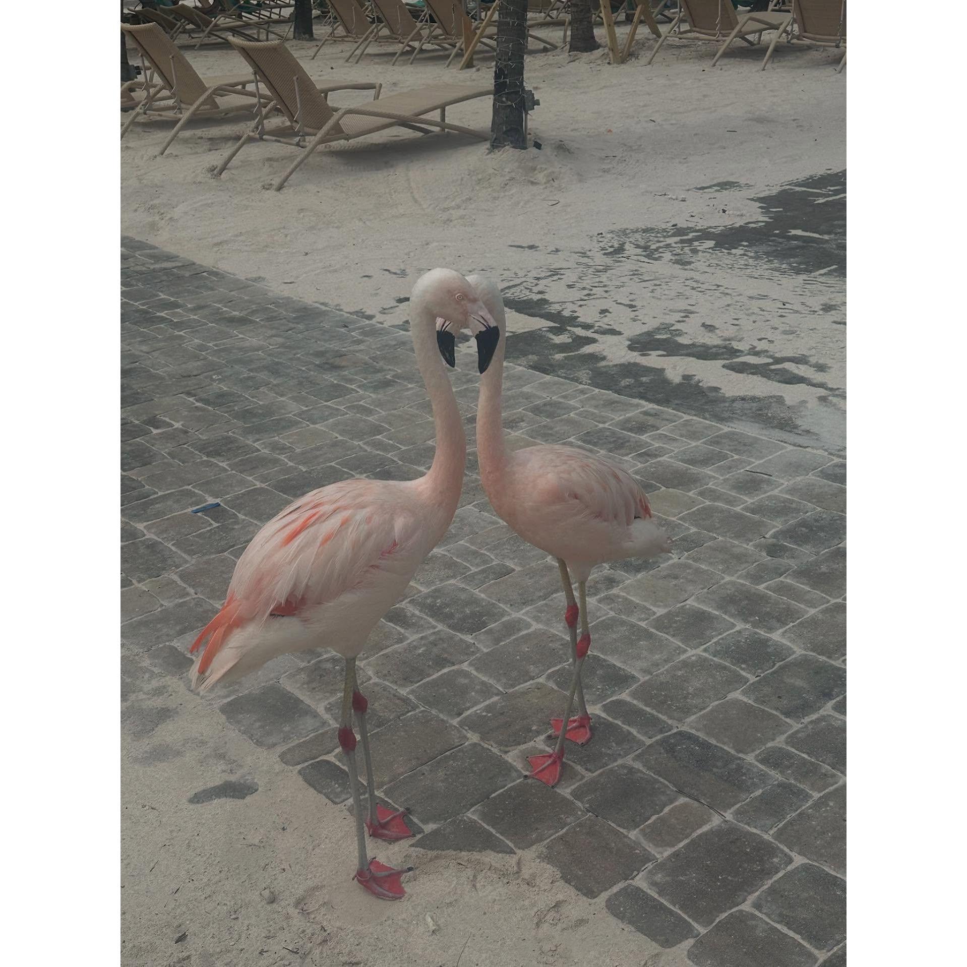 Flamingos in the Love Pose from Flamingo Island in Aruba
