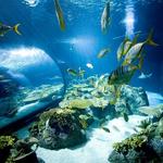 Shedd Aquarium
