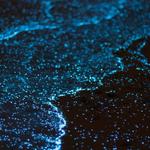 Bioluminescent Lagoon