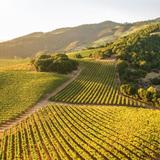 Sonoma