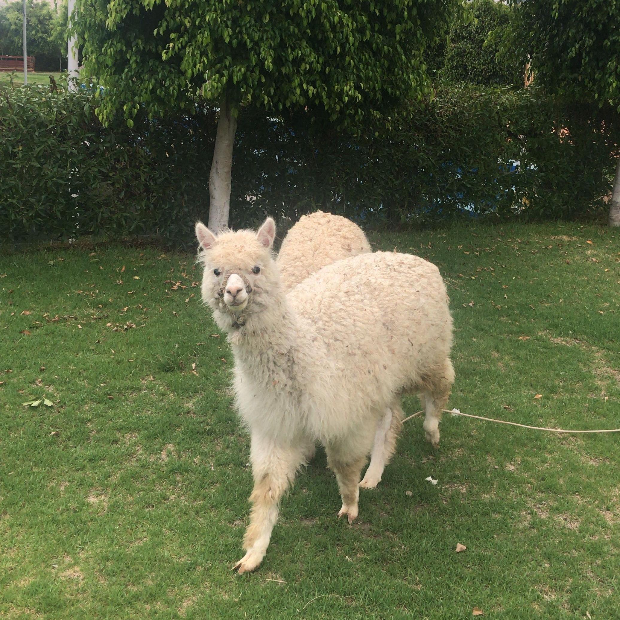 In some places you will find Alpacas chilling around! Look at these alpaca models