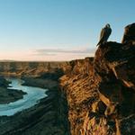 Morley Nelson Snake River Birds of Prey