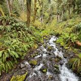 Hoh Rain Forest