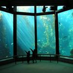 Monterey Bay Aquarium