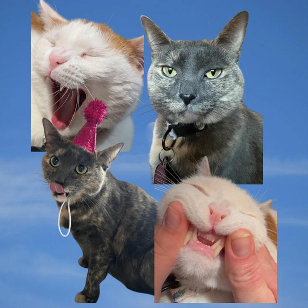 Cat Treat Fund