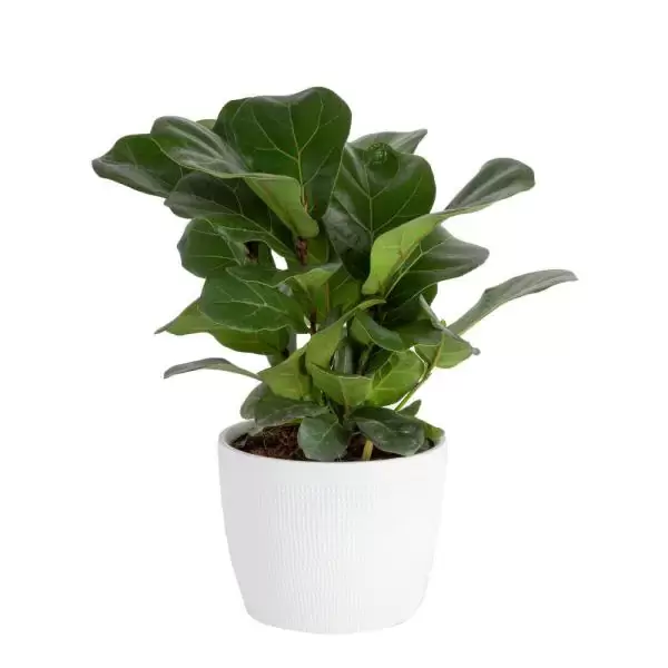 Little Fiddle Leaf Fig in 6in. White Ceramic Planter