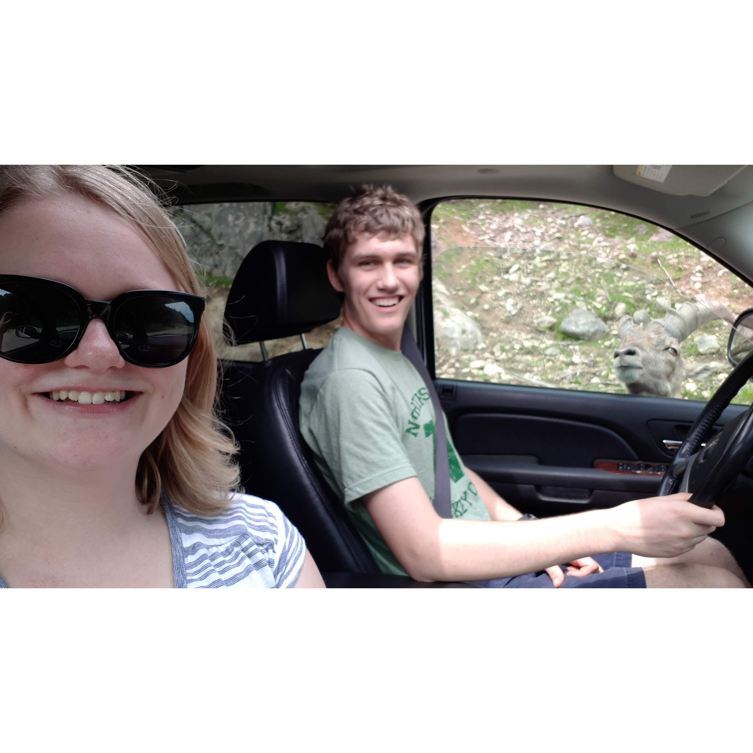 Parc Omega, 2019