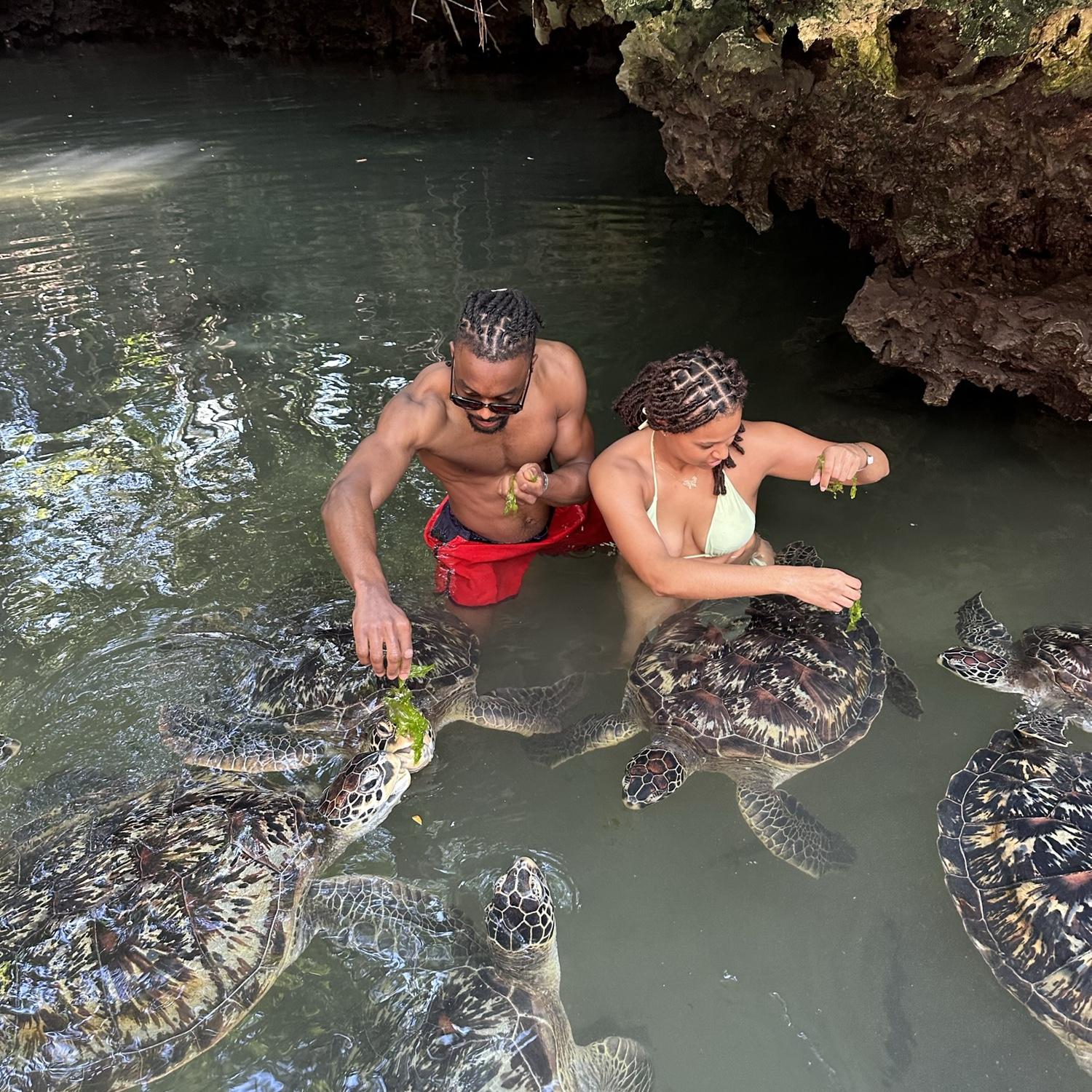 Feeding sea turtles in Zanzibar