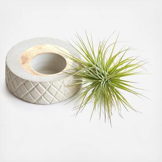 Pineapple Planter with Air Plant
