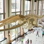 Grand Rapids Public Museum