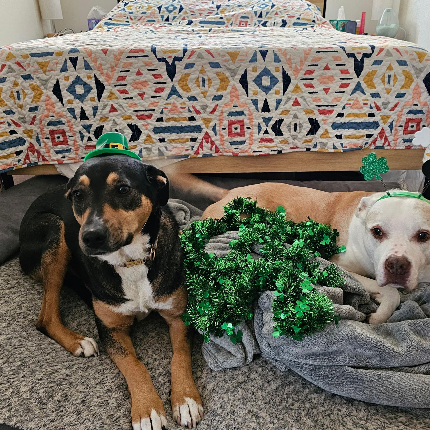 Happy St. Patrick's Day from our babies, Maggie and Bronx.