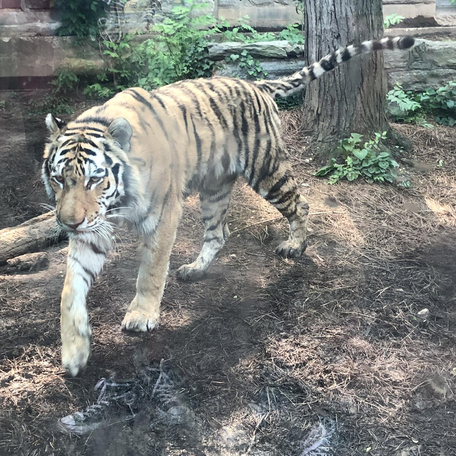 Two lovers and one apex predator — who’s who?