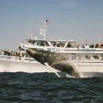 Cape Ann Whale Watch