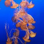 Monterey Bay Aquarium
