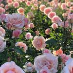 Bellingrath Gardens and Home