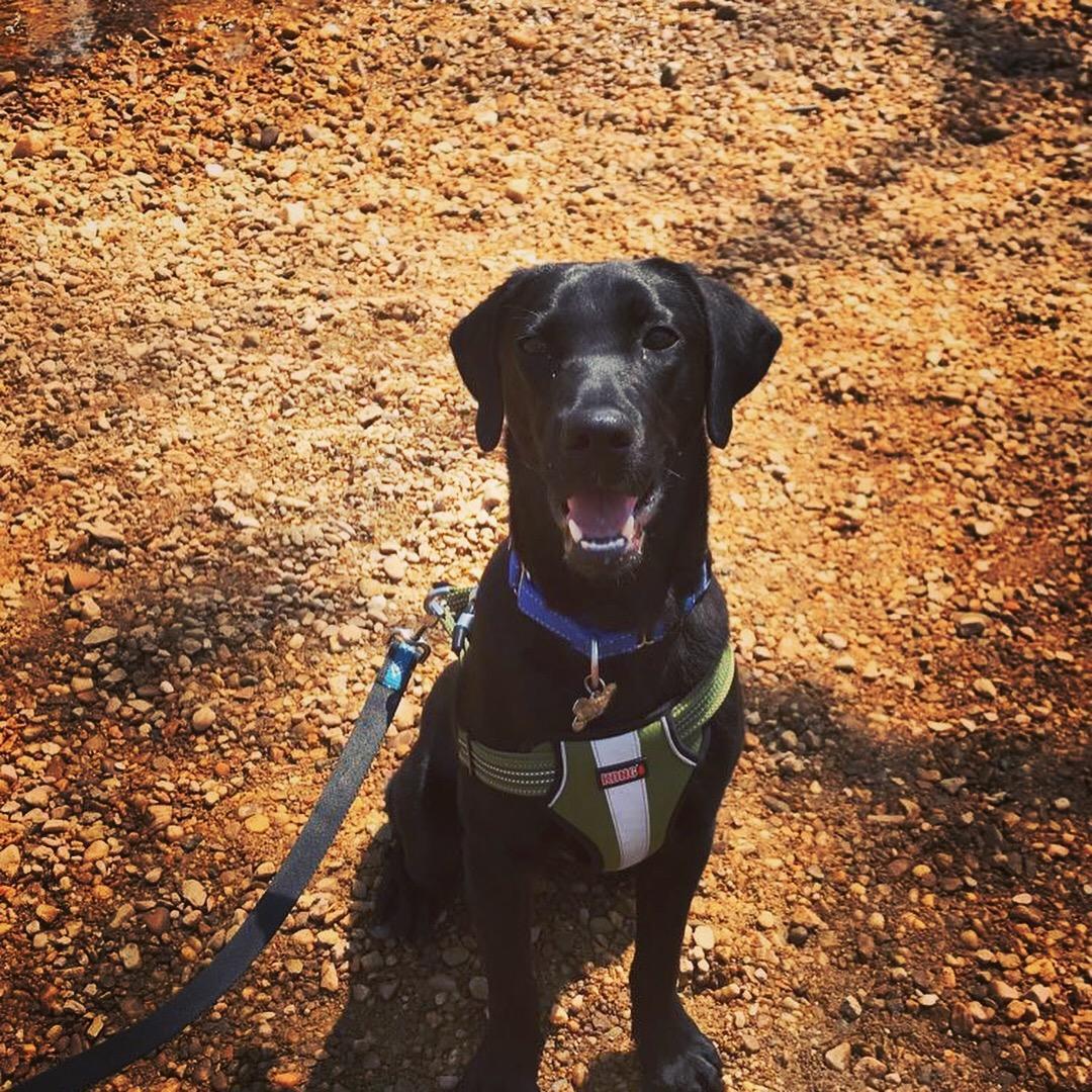 We expanded our little family by adding this adorable pup to it. Meet Coors!
