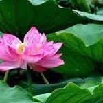 Thai Lotus Thai Cuisine