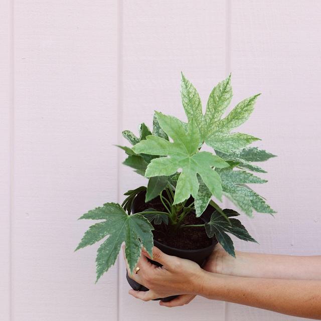 Fatsia Spider's Web 6”