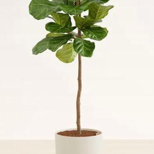 Giant Fiddle Leaf Fig | easyplant