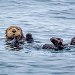 Monterey Bay Aquarium